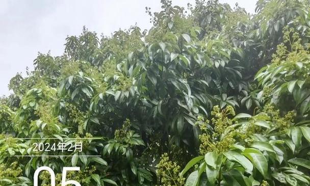 湖南荔枝树种植指南（了解湖南荔枝树的品种、生长条件和种植技巧）-第2张图片-绿意生活