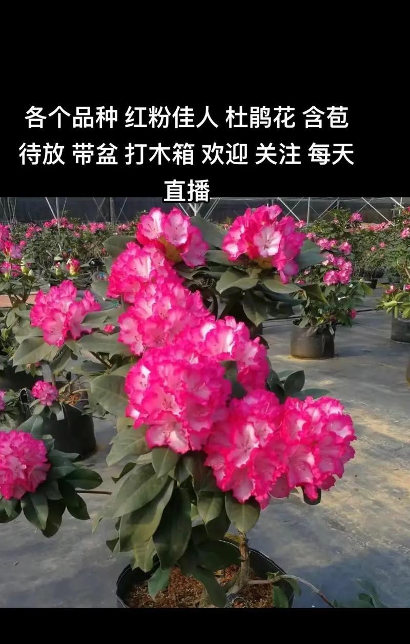 杜鹃花（美丽的杜鹃花不仅适合庭院，还适合卧室，让你的生活更美好）-第1张图片-绿意生活