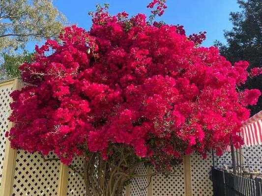 杜鹃花（美丽的杜鹃花不仅适合庭院，还适合卧室，让你的生活更美好）-第2张图片-绿意生活