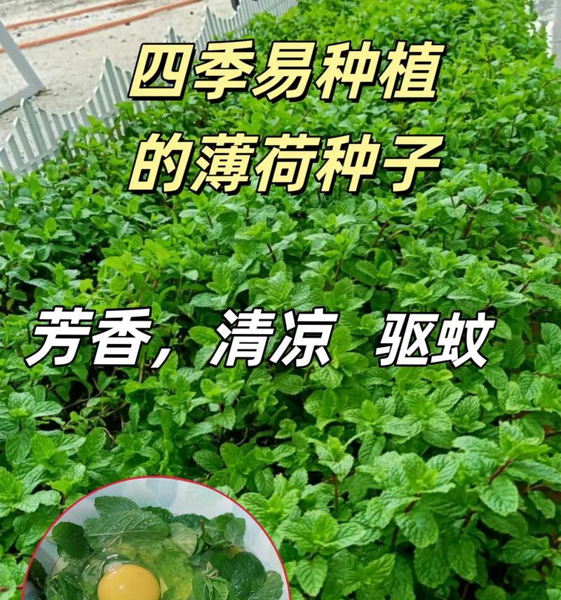 薄荷种子的最佳播种时间（种植薄荷的关键，早春或秋季播种？）-第3张图片-绿意生活