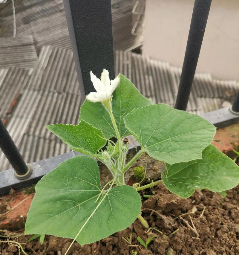 空心菜发芽时间（播种后多久能发芽？如何促进发芽？）-第1张图片-绿意生活