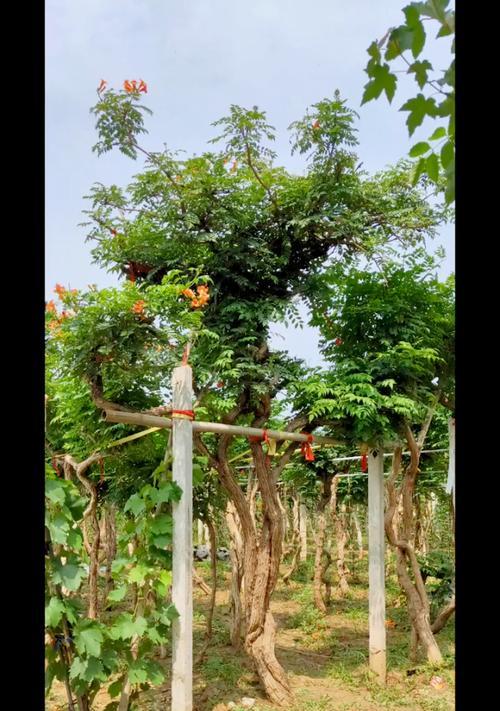 选择适合的盆，让凌霄花盆栽更健康（如何选择凌霄花盆栽用的合适盆？）-第2张图片-绿意生活