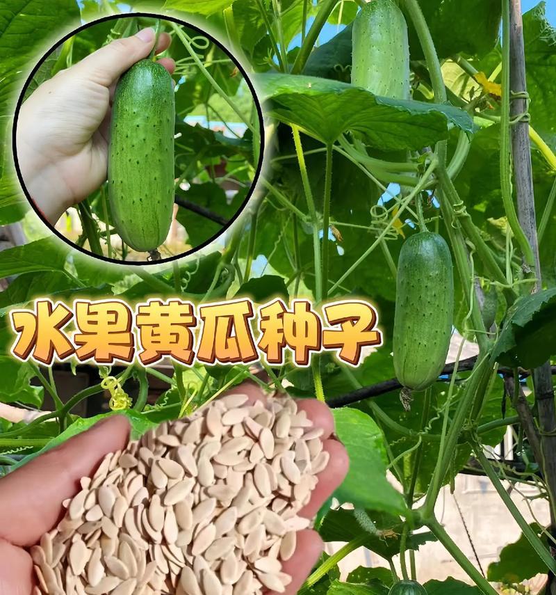 黄瓜种植时间与生长周期详解（如何选取最佳种植时间？黄瓜生长周期分析）-第1张图片-绿意生活