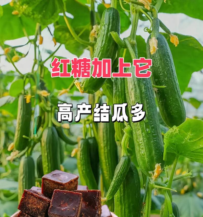 黄瓜种植时间与生长周期详解（如何选取最佳种植时间？黄瓜生长周期分析）-第2张图片-绿意生活