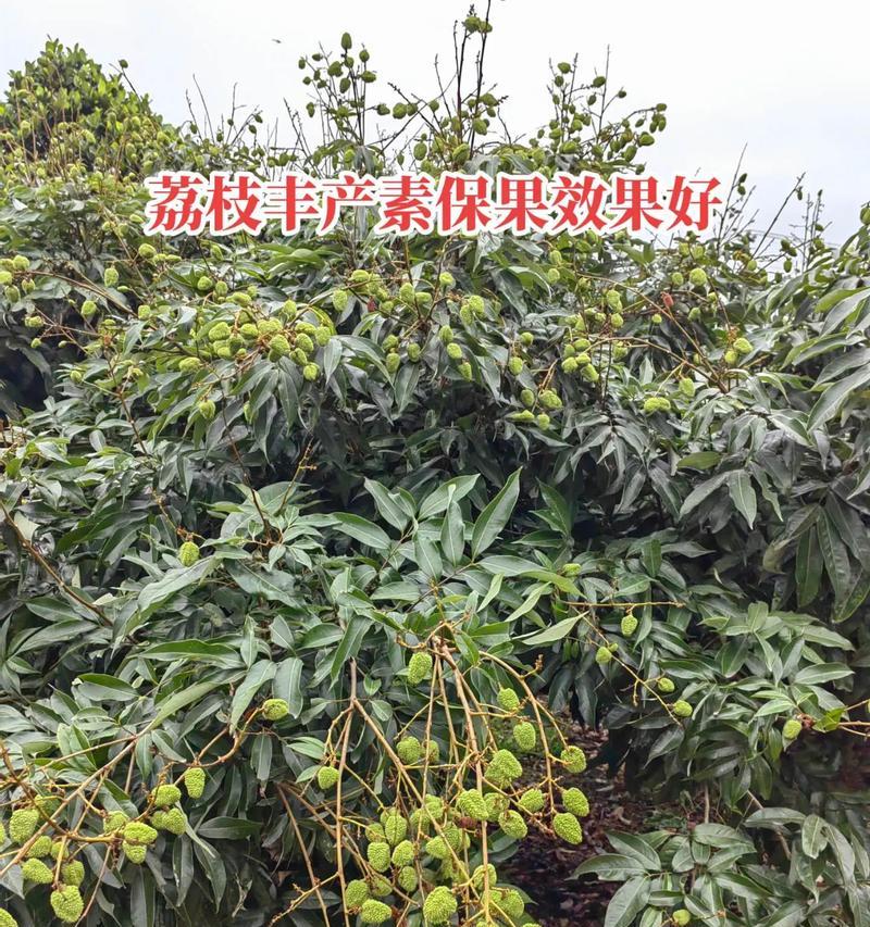 海南荔枝成熟上市时间及品种介绍（探秘海南荔枝成熟期及品种特色，带你品尝不一样的热带风情）-第1张图片-绿意生活