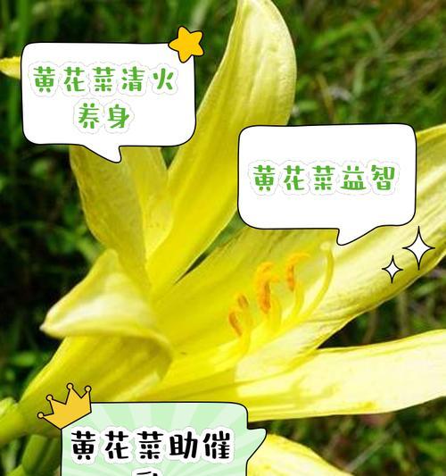 探秘黄花的神奇功效与作用（从清热解毒到养颜美容，看黄花这“小小”之花的不凡妙用）-第3张图片-绿意生活