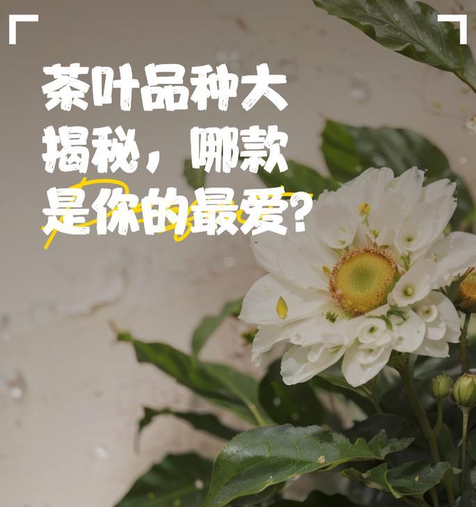 探寻茶叶的丰富品种（了解茶叶品种的类型及特点）-第2张图片-绿意生活