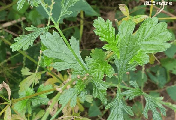 马鞭草的种植和应用（从名称到种植，从药用到美容，一篇详细介绍）-第2张图片-绿意生活