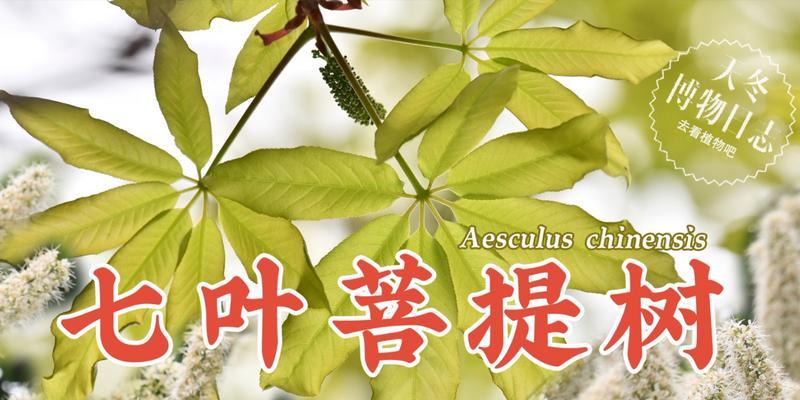 七叶树——一种神秘的植物（探秘七叶树的生命之谜）-第3张图片-绿意生活