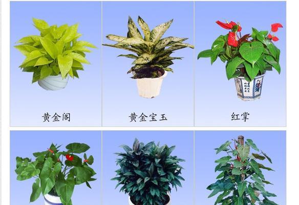 室内植物浇水时间间隔掌握方法（定期浇水，健康成长，叶片亮丽）-第3张图片-绿意生活