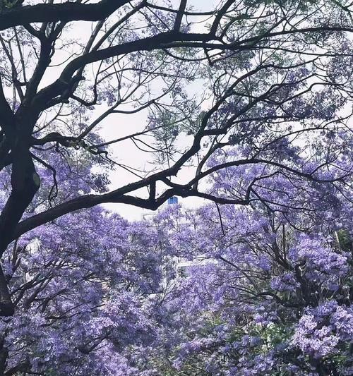 蓝花楹生长速度快慢与繁荣景象（一年能长多少？惊人的数据揭示生长秘密）-第2张图片-绿意生活