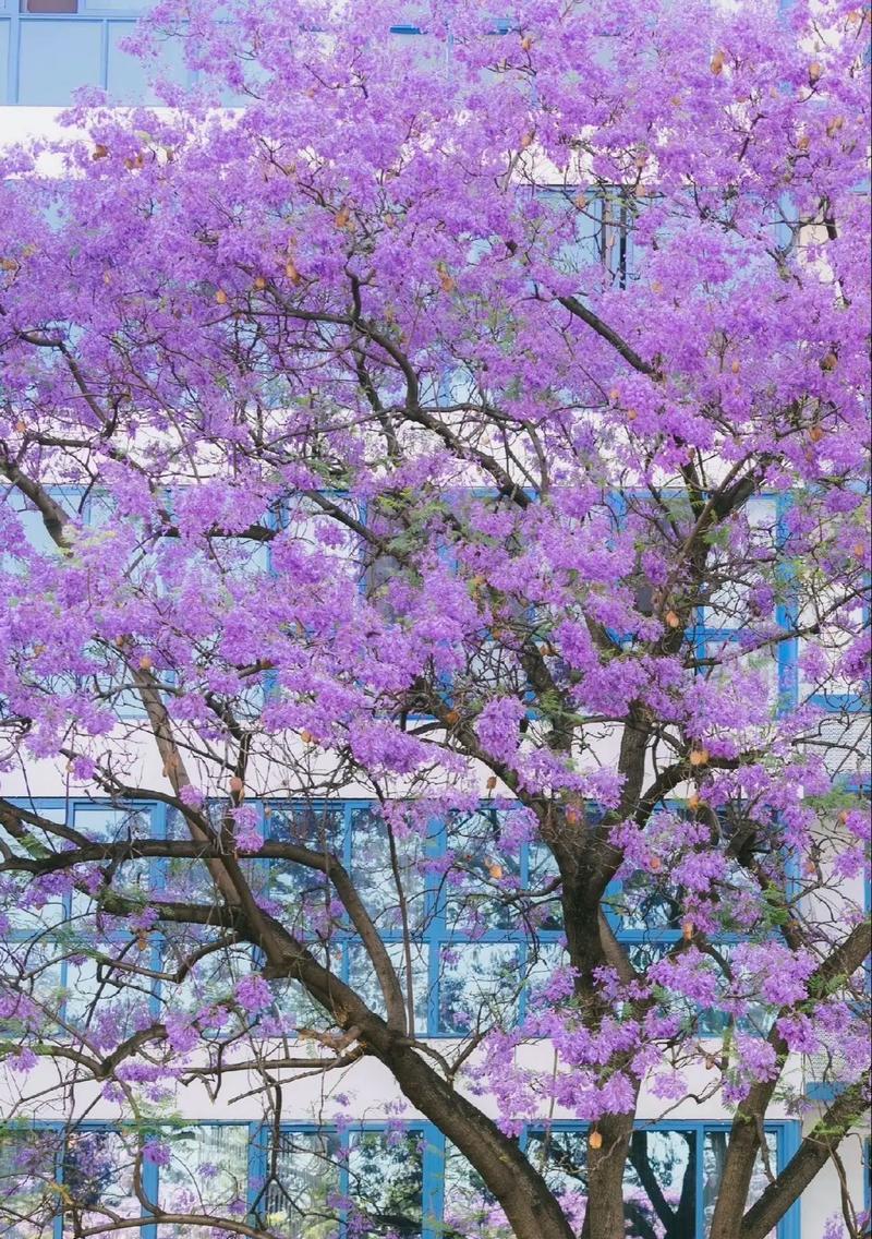 蓝花楹生长速度快慢与繁荣景象（一年能长多少？惊人的数据揭示生长秘密）-第3张图片-绿意生活