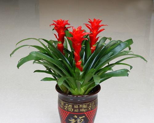 凤梨花的浇水方法（春夏秋冬，不同季节要注意的细节）-第2张图片-绿意生活
