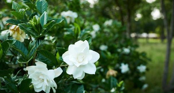 如何科学浇水？——以桅子花为例（春夏秋冬，不同季节的浇水技巧与注意事项）-第3张图片-绿意生活