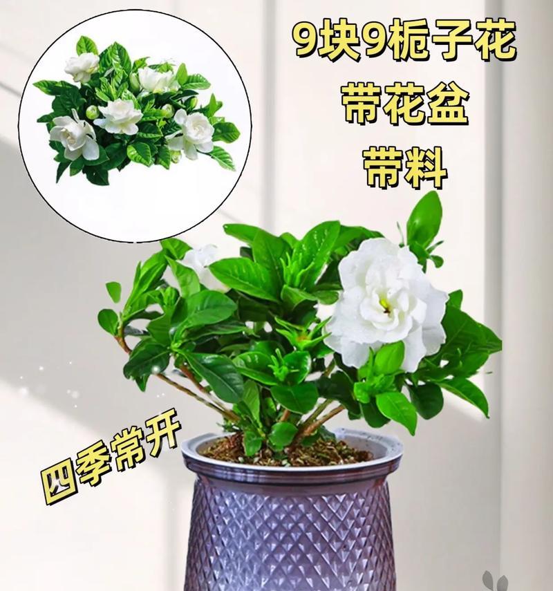 如何科学浇水？——以桅子花为例（春夏秋冬，不同季节的浇水技巧与注意事项）-第2张图片-绿意生活