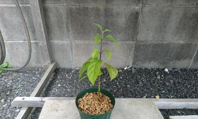如何让龙吐珠度过寒冷的冬天？（龙吐珠过冬的秘诀和注意事项）-第2张图片-绿意生活