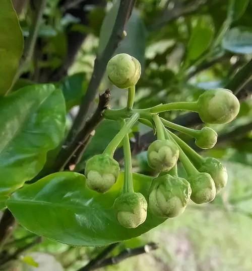 山竹的开花结果剖析（了解山竹的开花结果，实现高产经济效益）-第1张图片-绿意生活