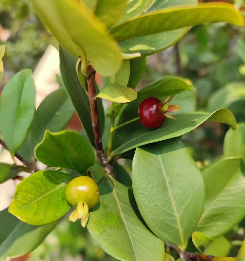 山竹的开花结果剖析（了解山竹的开花结果，实现高产经济效益）-第3张图片-绿意生活