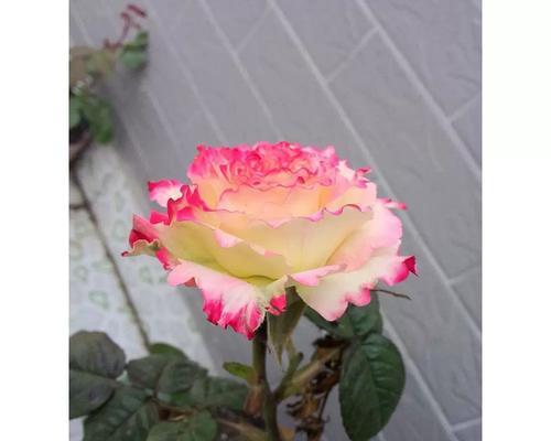 莲花的开花时间及频率（一年开几次花？几月份开始开花？如何管理莲花？）-第3张图片-绿意生活