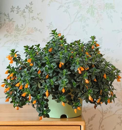 选择合适的浅花盆，让植物健康成长（浅花盆的类型及适合种植的植物种类）-第3张图片-绿意生活