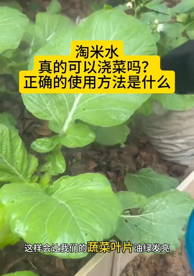 杜鹃花可浇淘米水的神奇效果（探究淘米水对杜鹃花的养护和繁荣影响）-第2张图片-绿意生活