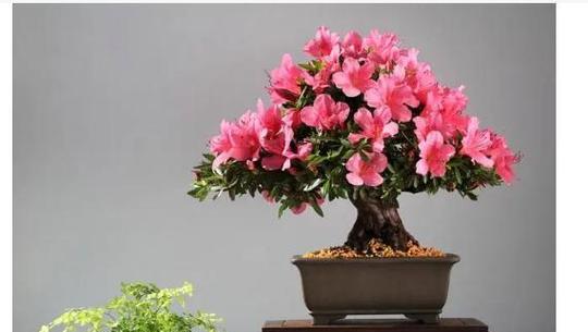 杜鹃花可浇淘米水的神奇效果（探究淘米水对杜鹃花的养护和繁荣影响）-第3张图片-绿意生活