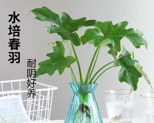 水培龟背竹的养护（让你轻松打造绿意盎然的家居空间）-第1张图片-绿意生活