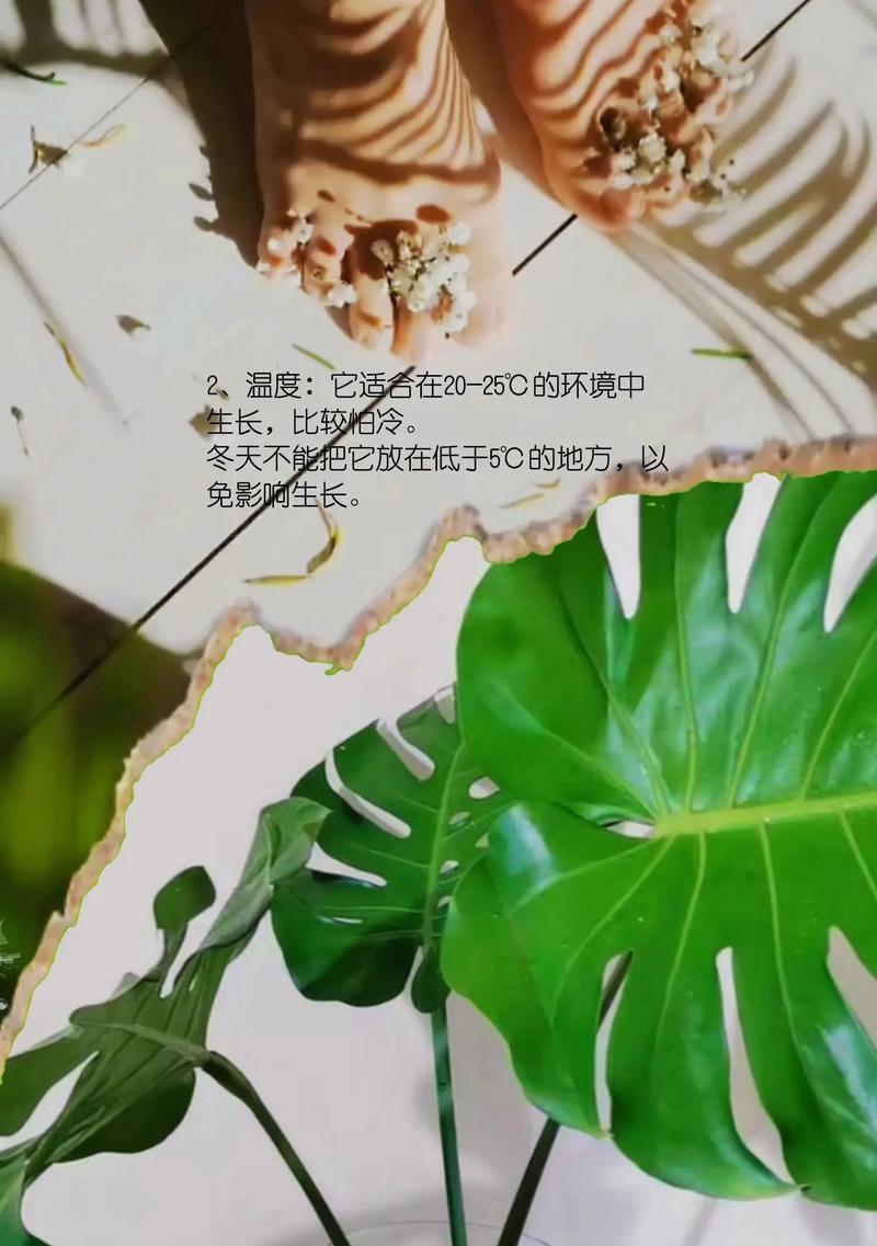 水培龟背竹的养护（让你轻松打造绿意盎然的家居空间）-第2张图片-绿意生活