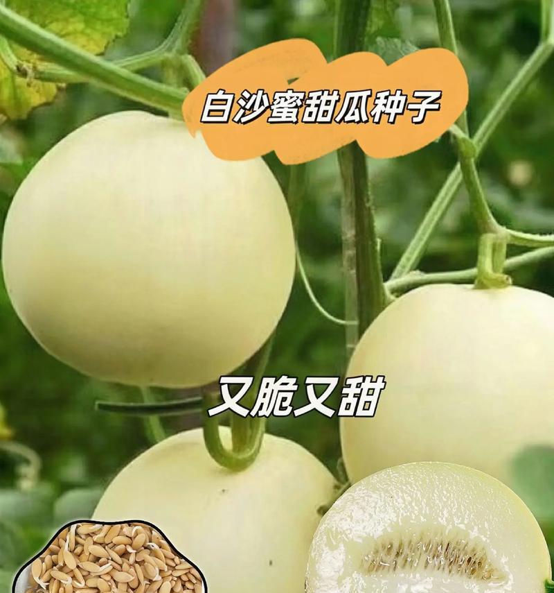 如何判断香瓜是否熟透（通过外观、气味和手感来鉴别）-第2张图片-绿意生活