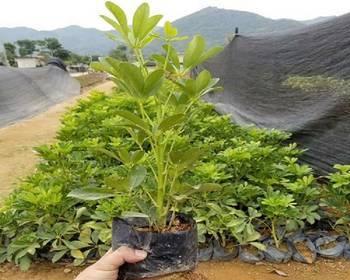 鹅掌柴繁殖方法与注意事项（掌握关键步骤，快速繁殖鹅掌柴）-第1张图片-绿意生活