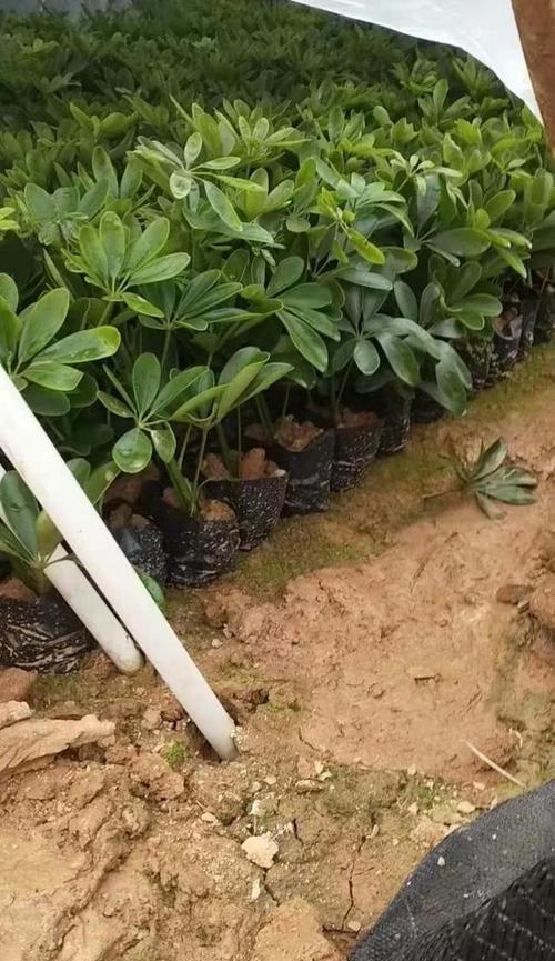 鹅掌柴繁殖方法与注意事项（掌握关键步骤，快速繁殖鹅掌柴）-第2张图片-绿意生活