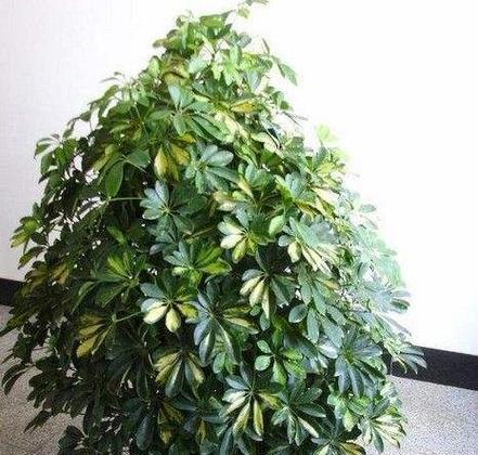 鹅掌柴繁殖方法与注意事项（掌握关键步骤，快速繁殖鹅掌柴）-第3张图片-绿意生活