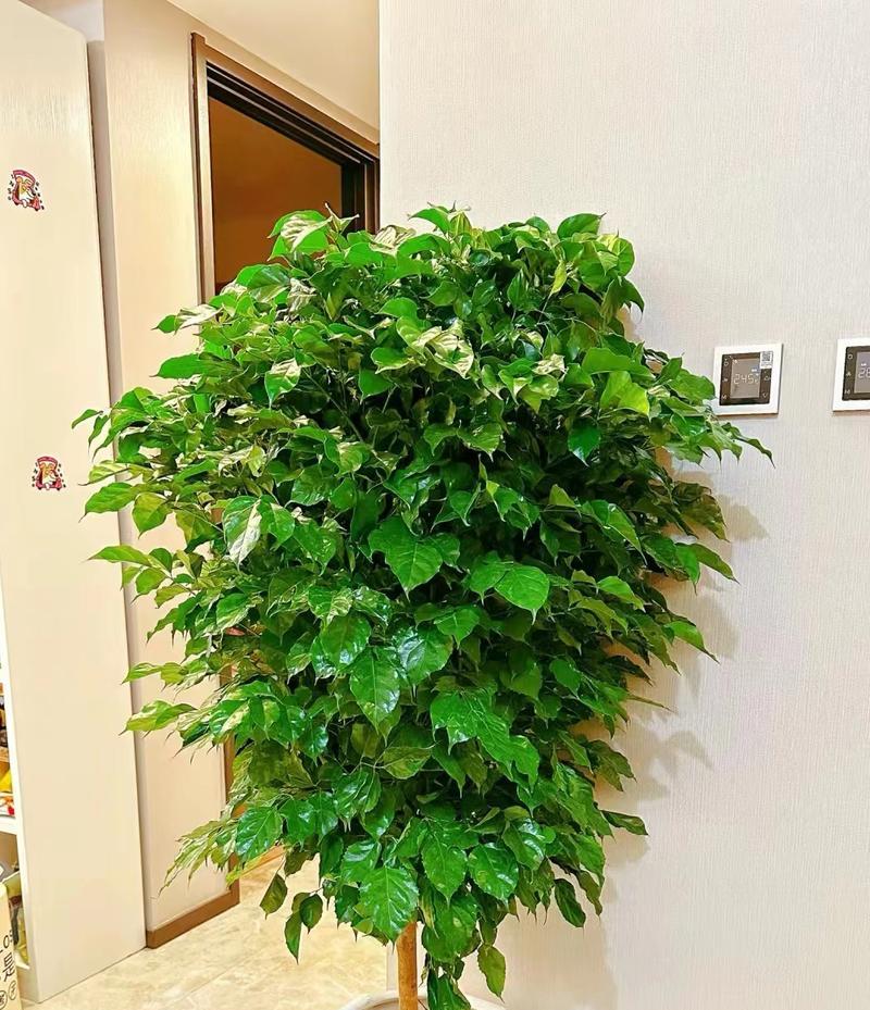 幸福树修剪技巧详解（打造美丽花园，从修剪幸福树开始）-第3张图片-绿意生活