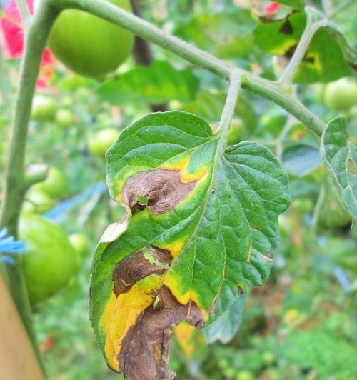 探究番茄落果的原因（分析番茄生长过程中落果的原因及预防方法）-第2张图片-绿意生活