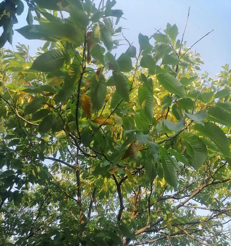探秘栗子树的寿命（了解栗子树的生长周期和关键因素）-第1张图片-绿意生活