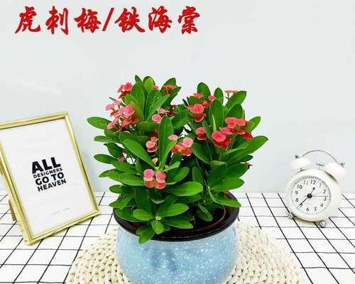 虎刺梅耐寒多少度（解读虎刺梅的耐寒能力及适宜种植环境）-第3张图片-绿意生活