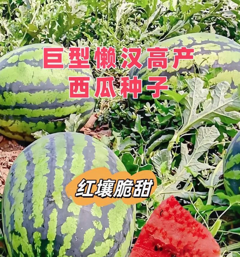 西瓜种植时间与生长期详解（掌握正确种植时间和生长期，让你丰收无忧）-第2张图片-绿意生活