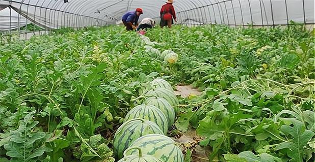 西瓜种植时间与生长期详解（掌握正确种植时间和生长期，让你丰收无忧）-第1张图片-绿意生活