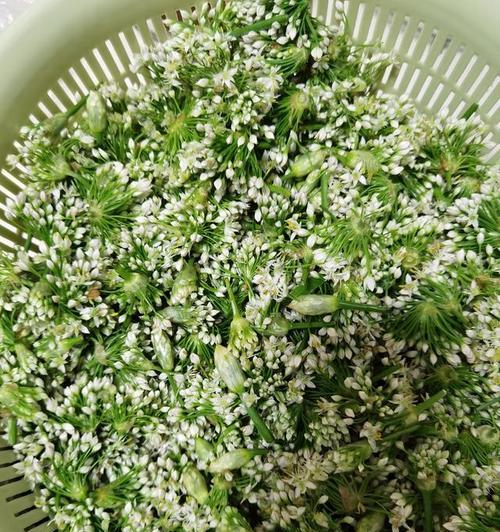 如何正确洗韭菜（掌握正确清洗技巧，让韭菜更加干净健康）-第3张图片-绿意生活