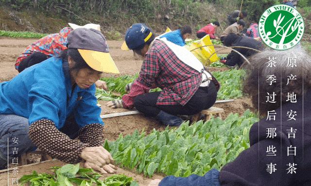 茶树扦插繁殖的探究（探讨茶树扦插的方法与注意事项）-第3张图片-绿意生活