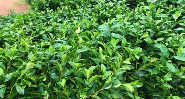 茶树扦插繁殖的探究（探讨茶树扦插的方法与注意事项）-第2张图片-绿意生活