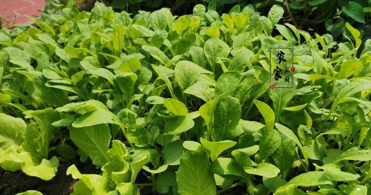 15种适合种植在深秋的花卉和绿色植物（15种适合种植在深秋的花卉和绿色植物）-第1张图片-绿意生活