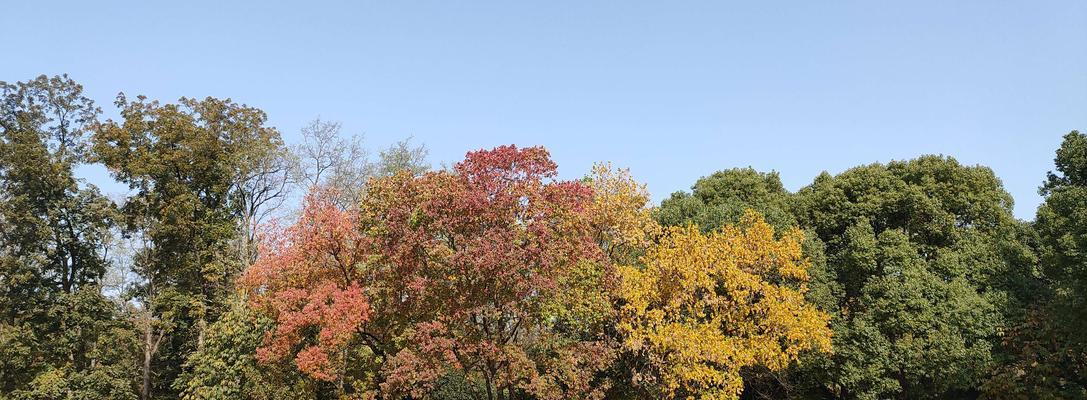 15种适合种植在深秋的花卉和绿色植物（15种适合种植在深秋的花卉和绿色植物）-第2张图片-绿意生活
