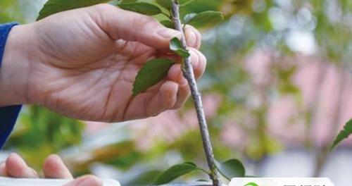 扶桑花土配制方法（自己动手，打造营养丰富的扶桑花土）-第3张图片-绿意生活