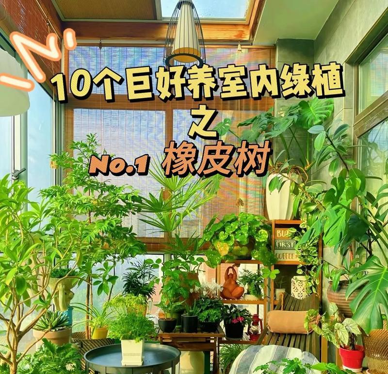 橡皮树的冬季生存：冬季橡皮树的保护与管理-第3张图片-绿意生活