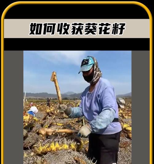 生瓜子可以种植吗？（探讨生瓜子的种植方法及注意事项）-第1张图片-绿意生活