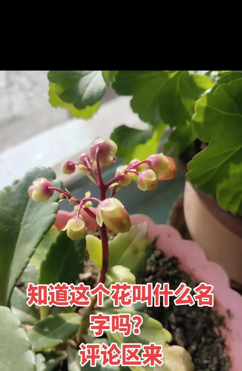 如何养殖黄玫瑰，让其更旺盛？（从土壤、光照到施肥，全面了解黄玫瑰的养护）-第1张图片-绿意生活