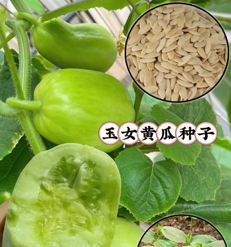 如何挑选新鲜美味的黄瓜（15个窍门让你轻松选购好黄瓜）-第2张图片-绿意生活