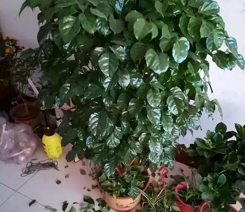 如何为大盆幸福树更换土壤？（换土步骤详解，让你的幸福树更茁壮）-第3张图片-绿意生活