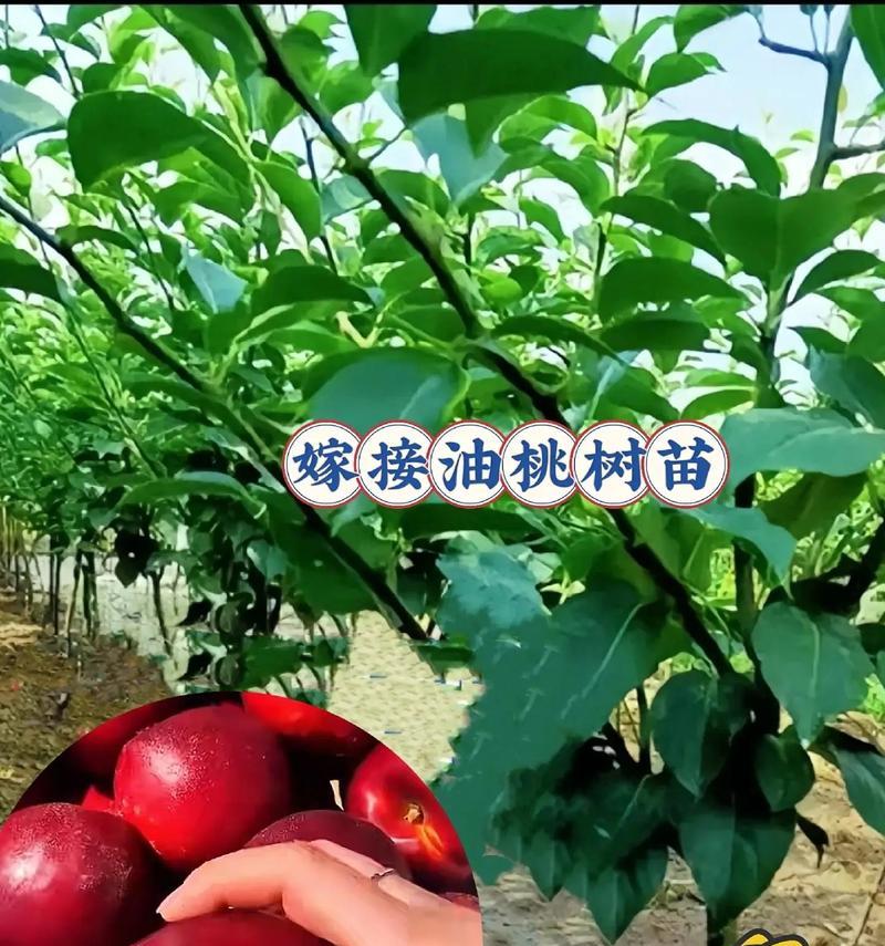 冬桃种植指南-第3张图片-绿意生活